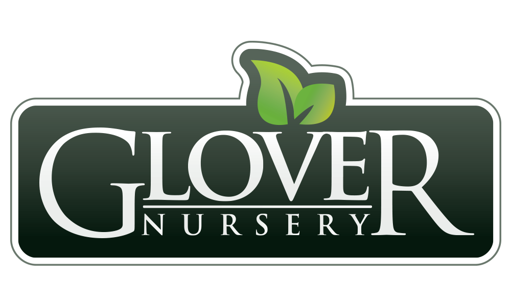 Autumn Blaze Maple Glover Nursery
