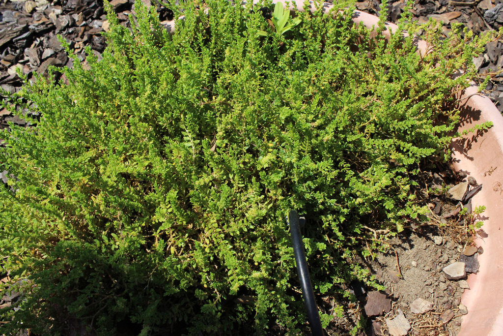 Green Carpet, Rupture Wort Glover Nursery