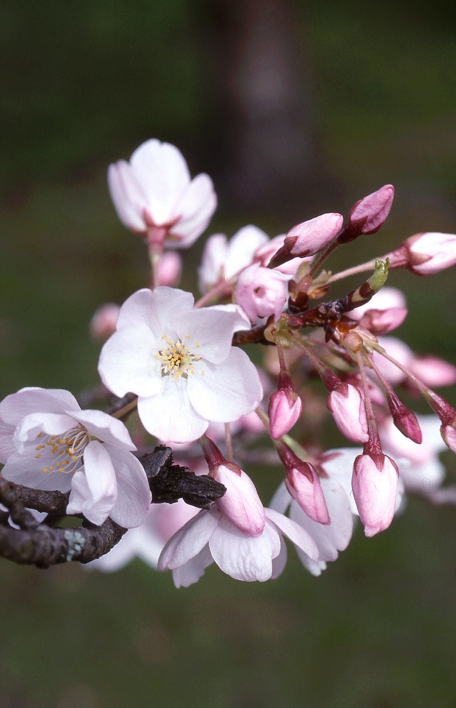 akebono flowering cherry daybreak cherry glover nursery akebono flowering cherry daybreak cherry glover nursery