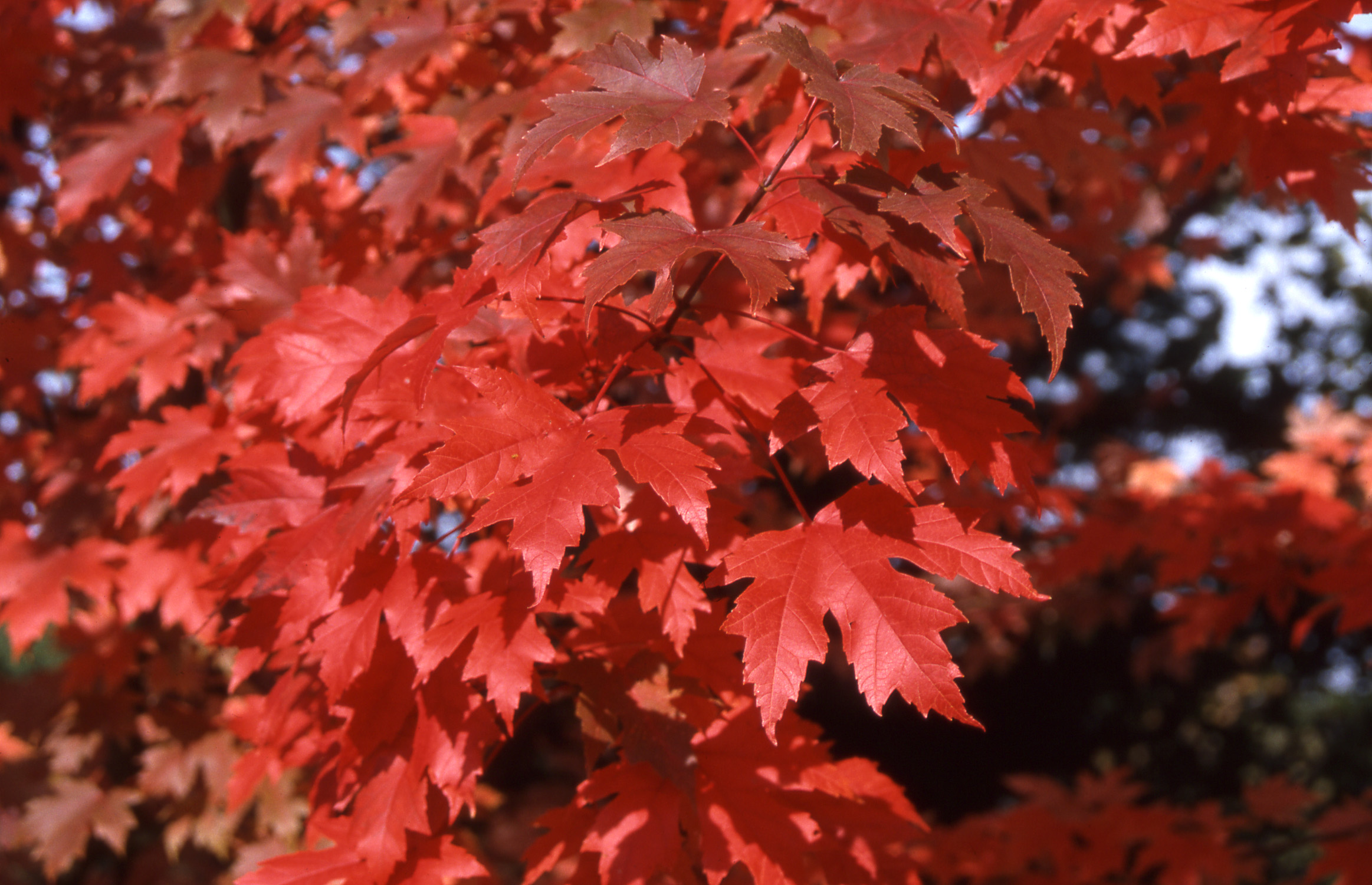 maple tree vs autumn blaze autumn blaze maple nursery maple tree vs autumn blaze autumn blaze maple nursery