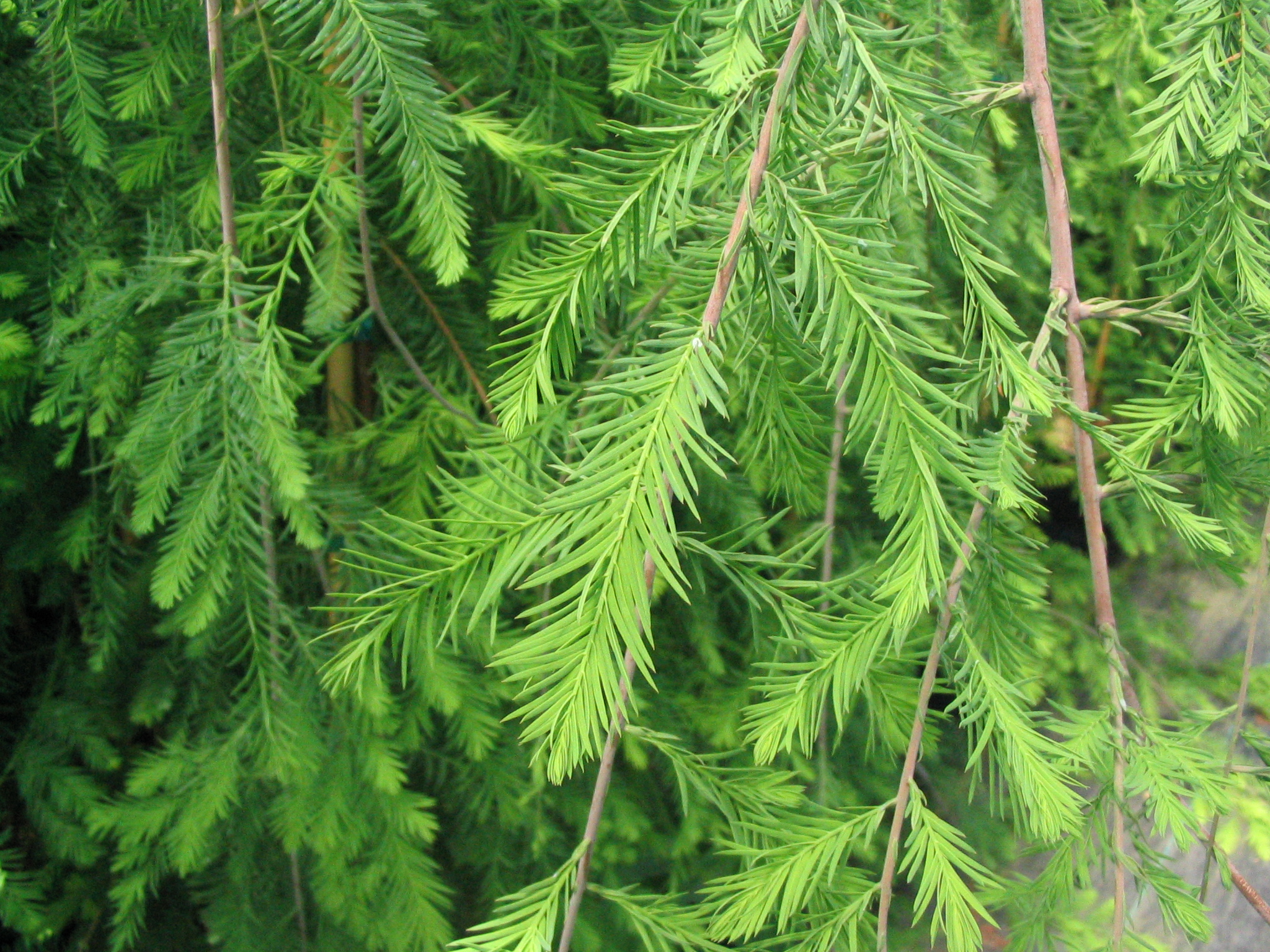 Cascade Falls Bald Cypress Glover Nursery