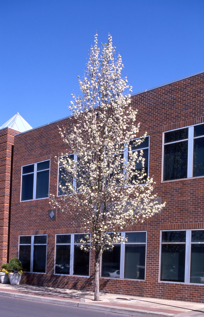 Chanticleer Pear Glover Nursery