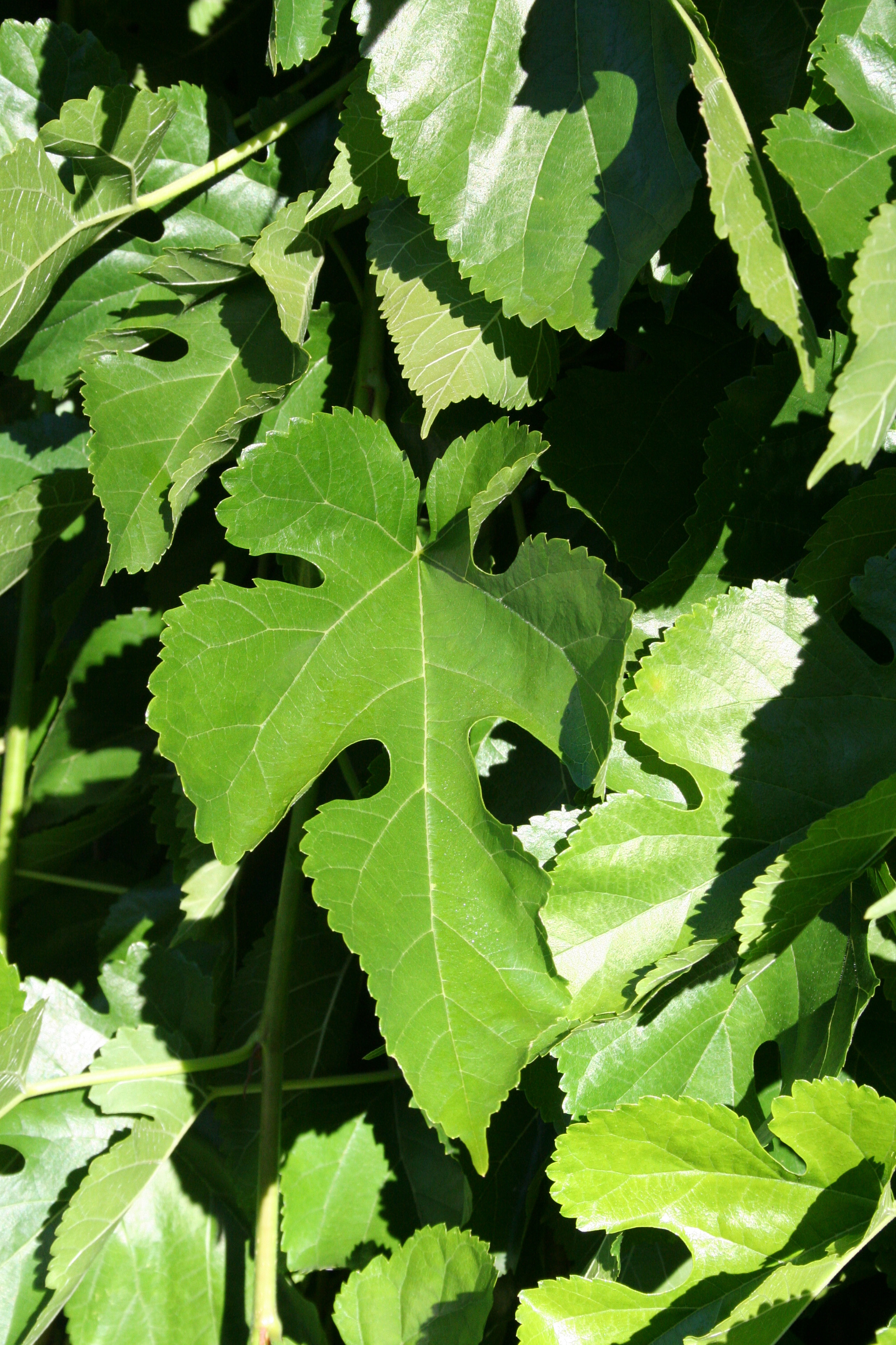 Fruitless Weeping Mulberry Fruitless Weeping Mulberry