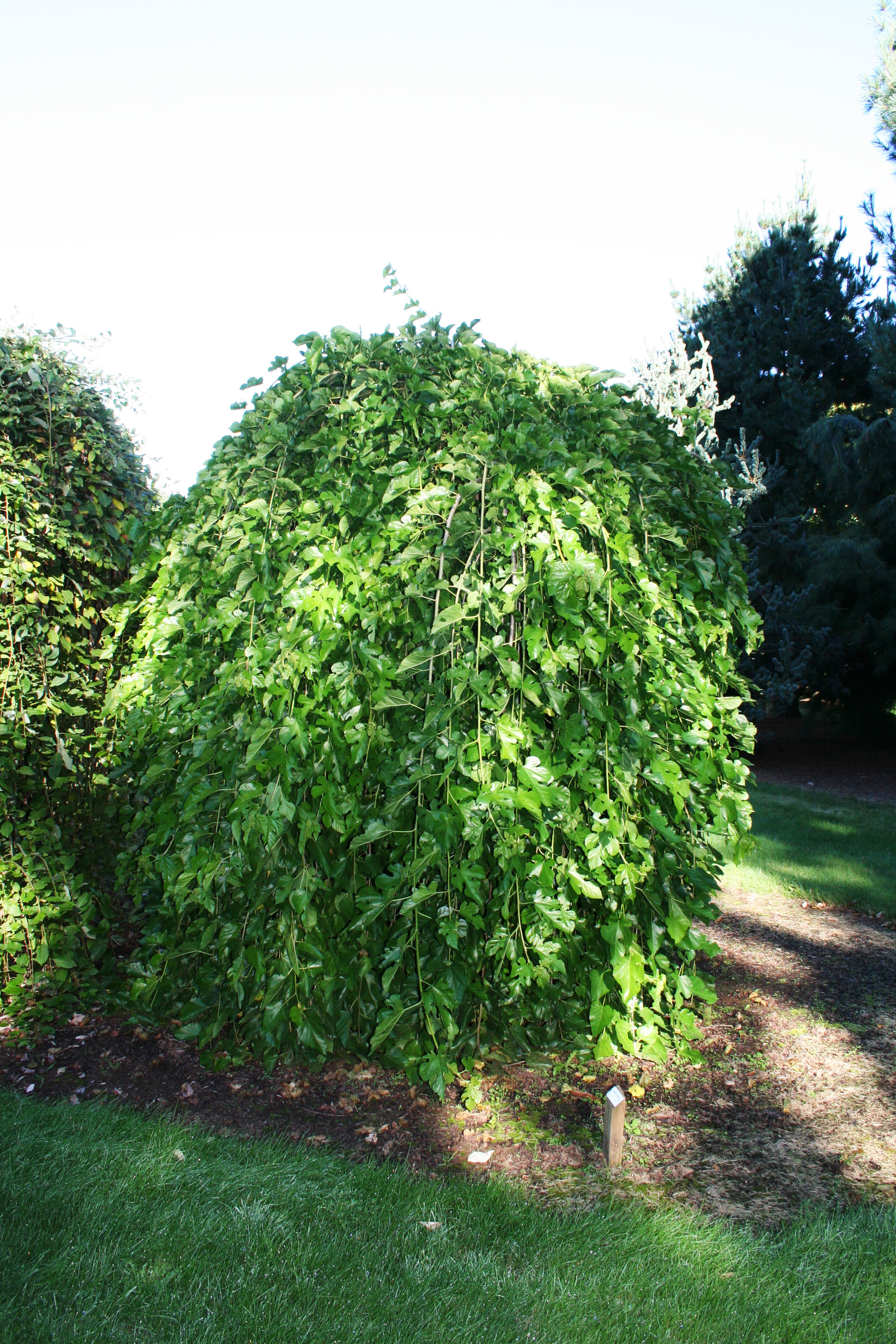 fruitless mulberry tree information bing images fruitless mulberry tree information bing images
