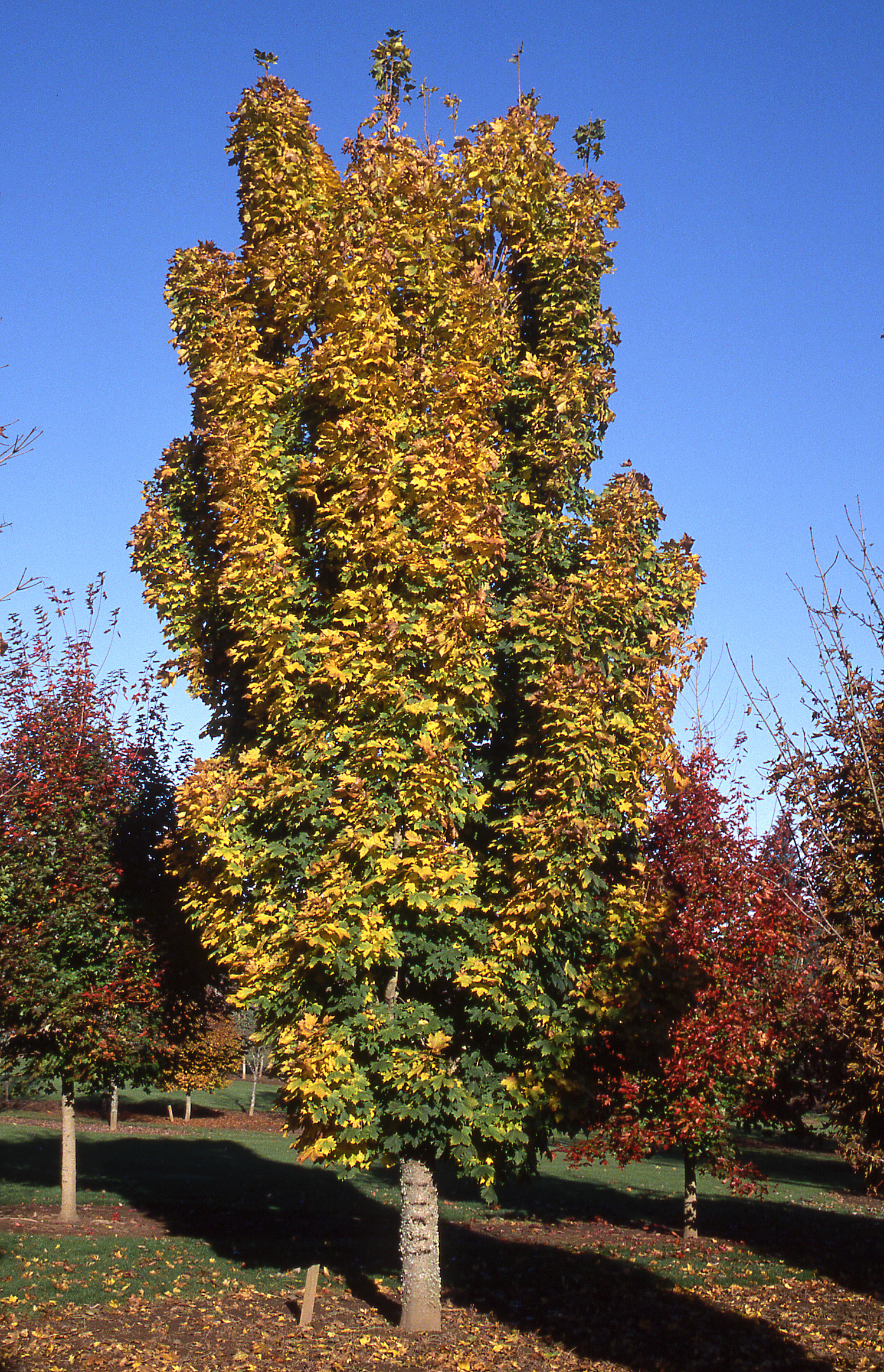 Columnar Norway Maple Glover Nursery
