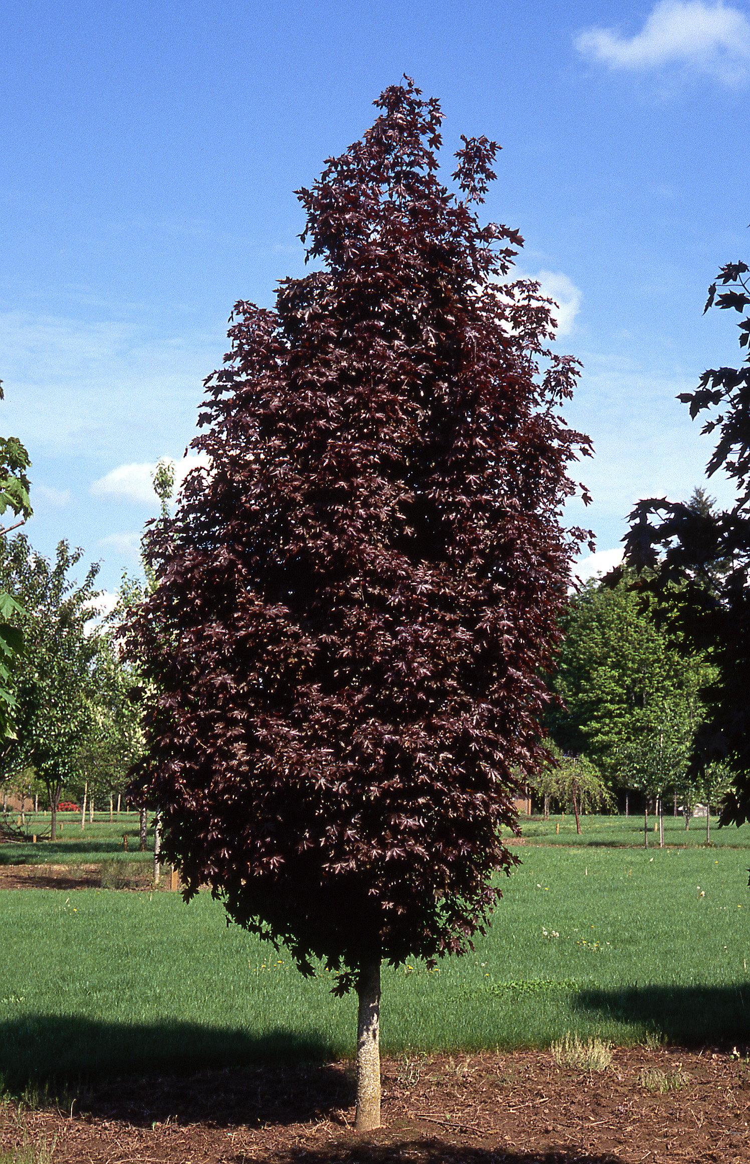 crimson maple tree crimson sentry maple nursery crimson maple tree crimson sentry maple nursery