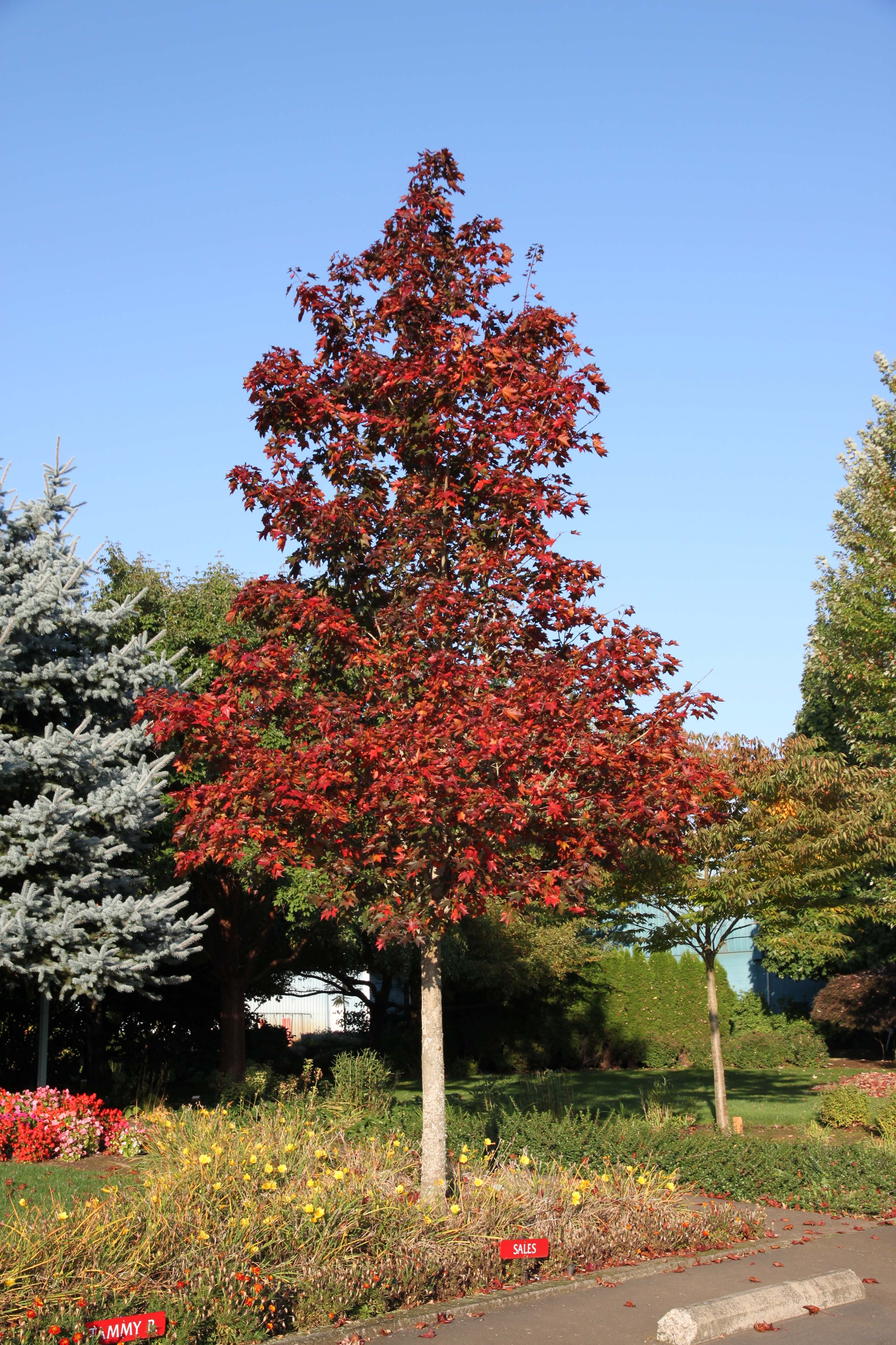 crimson maple tree crimson sunset maple nursery crimson maple tree crimson sunset maple nursery
