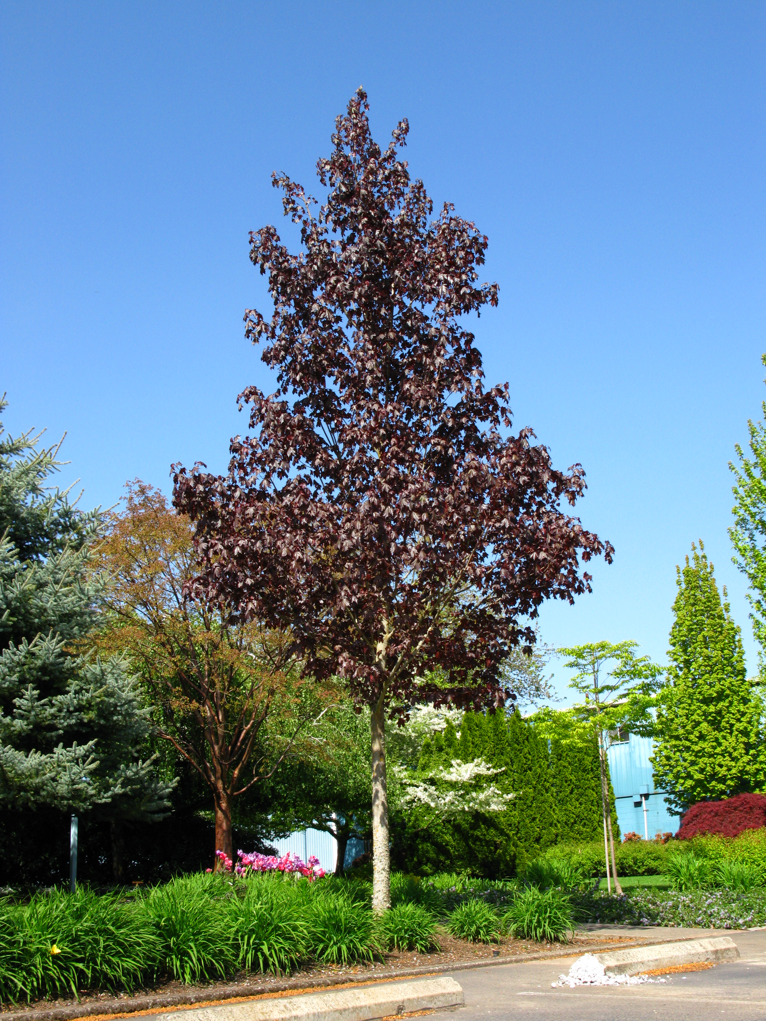 crimson maple tree crimson sunset maple nursery crimson maple tree crimson sunset maple nursery