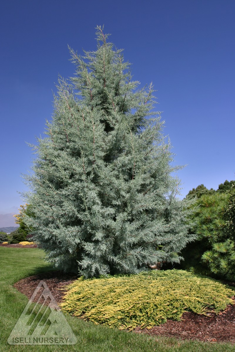 Blue Pyramid Arizona Cypress Glover Nursery Blue Pyramid Arizona Cypress