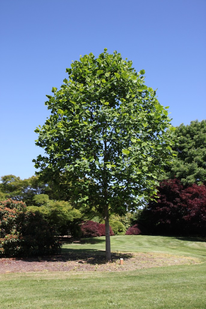 Emerald City Tulip Tree Glover Nursery
