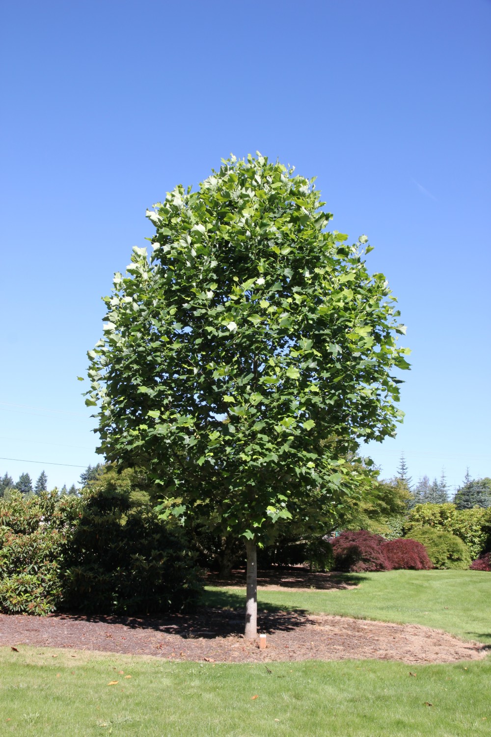 Emerald City Tulip Tree Glover Nursery
