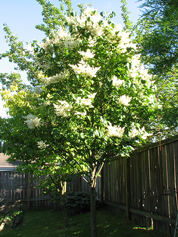 lilac tree silk ivory japanese clump option gal garden