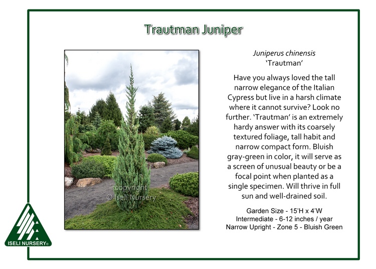 Trautman Juniper Glover Nursery