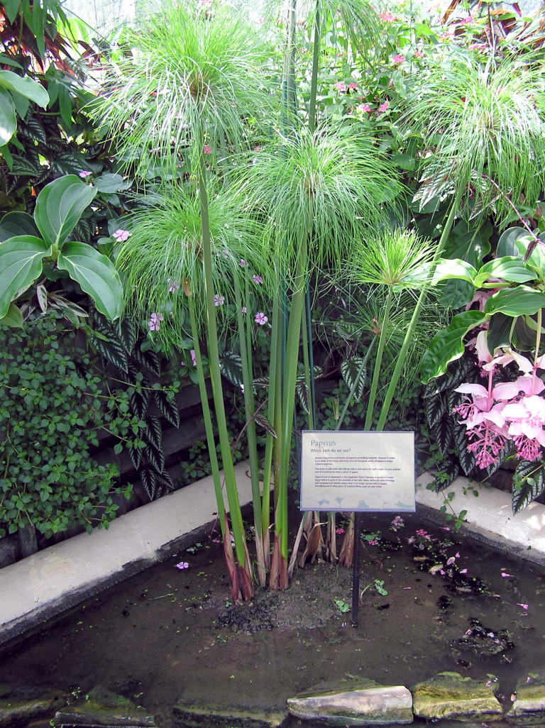 papyrus cyperus egyptian plante nile dwarf kew civilization papirus grass arp naturally uses rastlina
