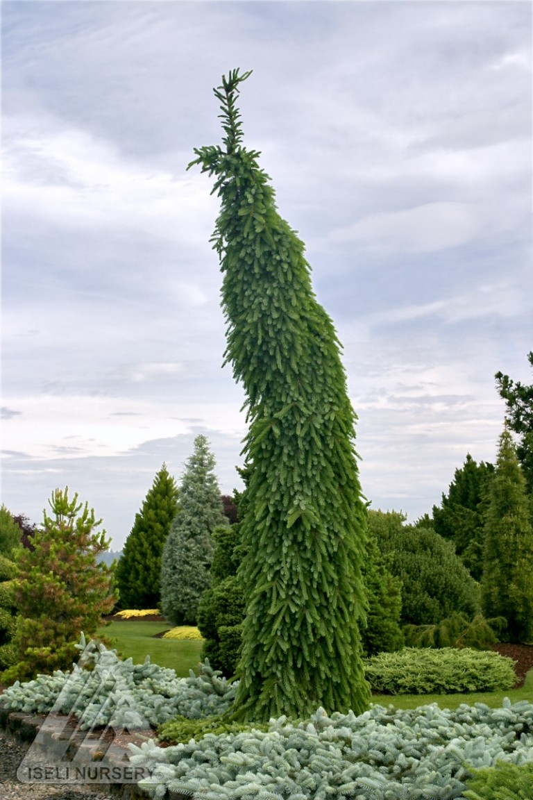 Bruns Weeping Serbian Spruce - Glover Nursery