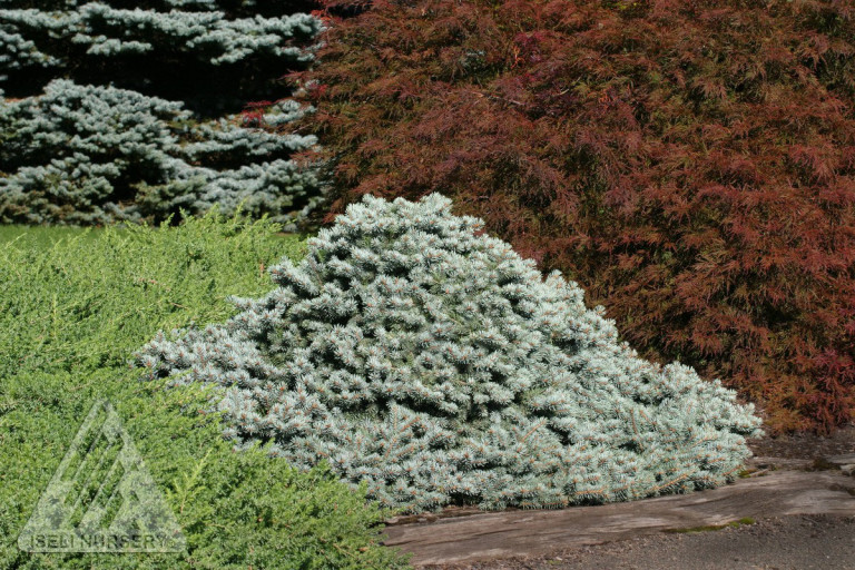 Lundeby's Dwarf Spruce Glover Nursery