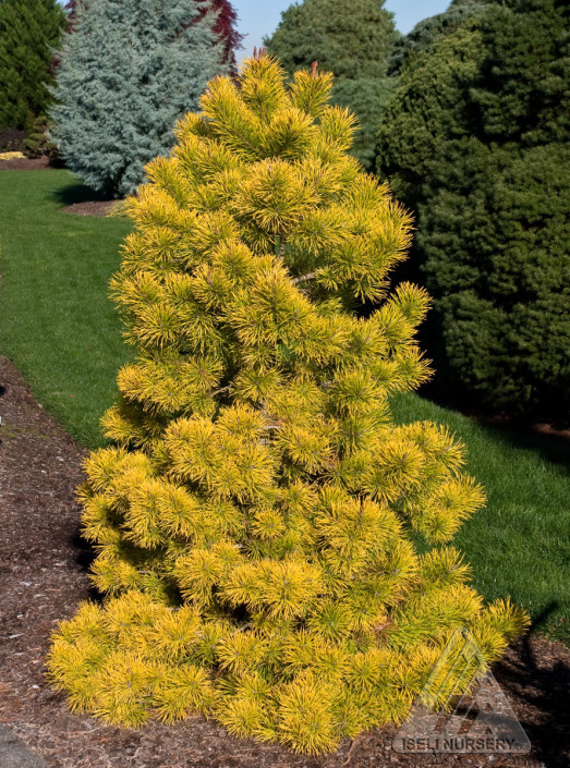 Chief Joseph Lodgepole Pine Glover Nursery