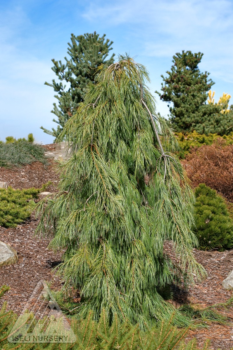 Angel Falls Weeping White Pine Glover Nursery