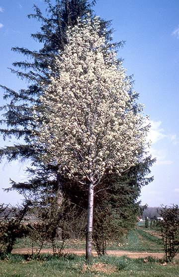 Redspire Pear - Glover Nursery