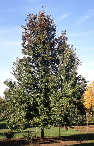 Redspire Pear - Glover Nursery