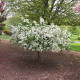 Velvet Pillar Crabapple - Glover Nursery