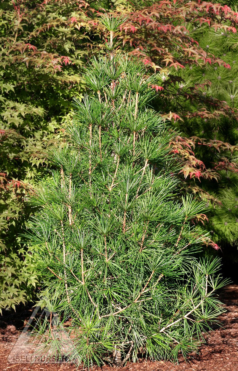 Winter Green Japanese Umbrella Pine Glover Nursery