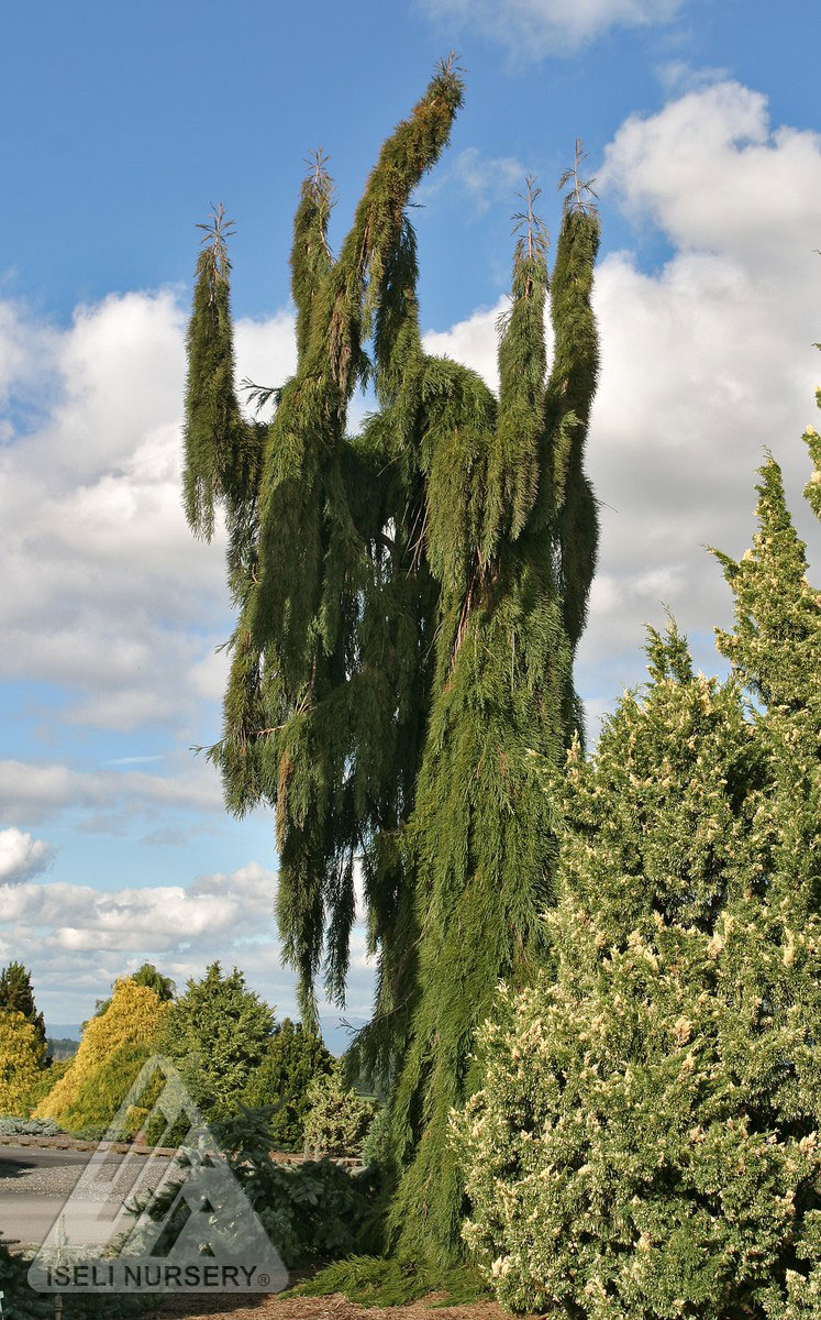 Weeping Redwood Glover Nursery