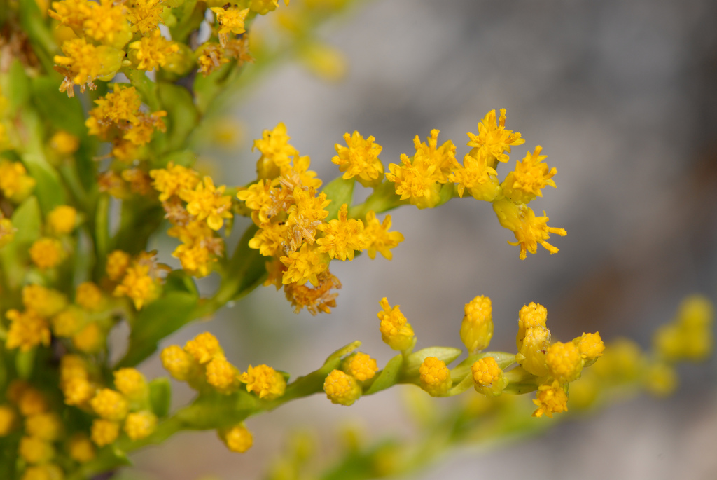 goldenrod sb