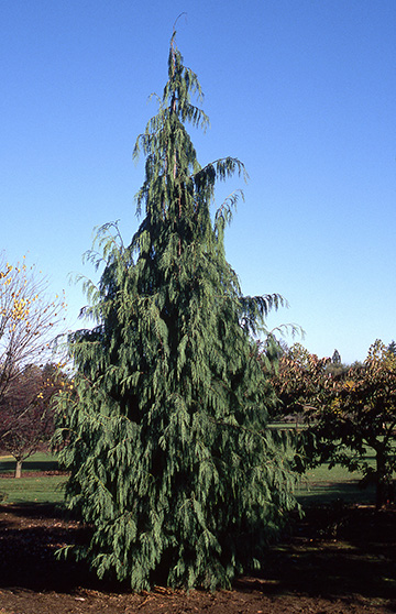 Weeping Alaska Cedar Glover Nursery Weeping Alaska Cedar