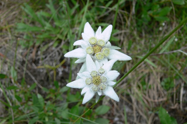Edelweiss Glover Nursery Edelweiss