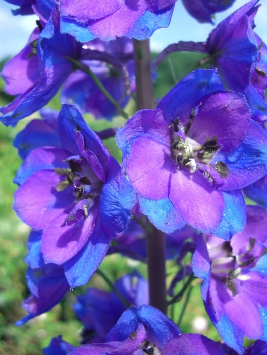 Larkspur - Glover Nursery