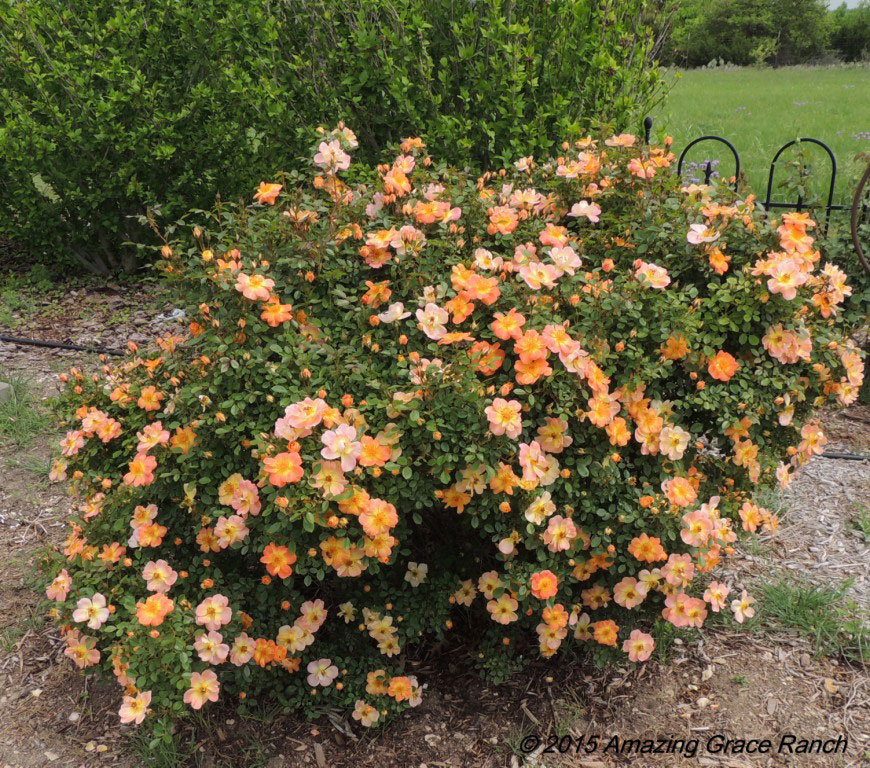 Oso Easy® Paprika Groundcover Rose Glover Nursery