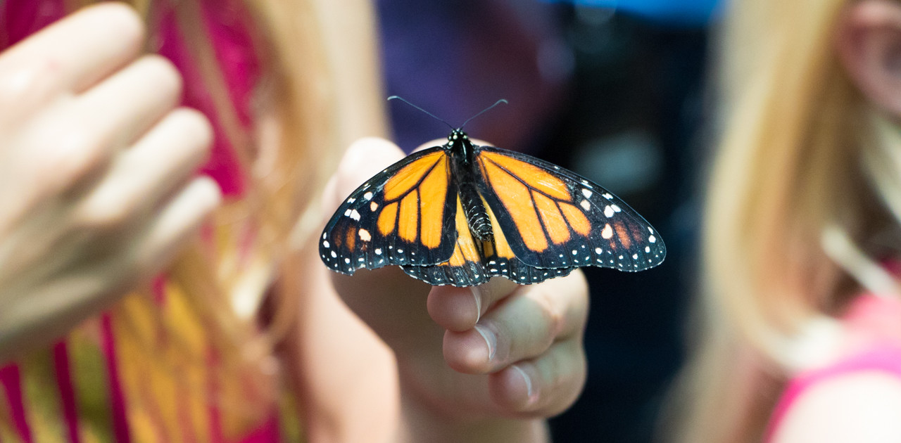 Butterfly Release Photo Gallery Glover Nursery