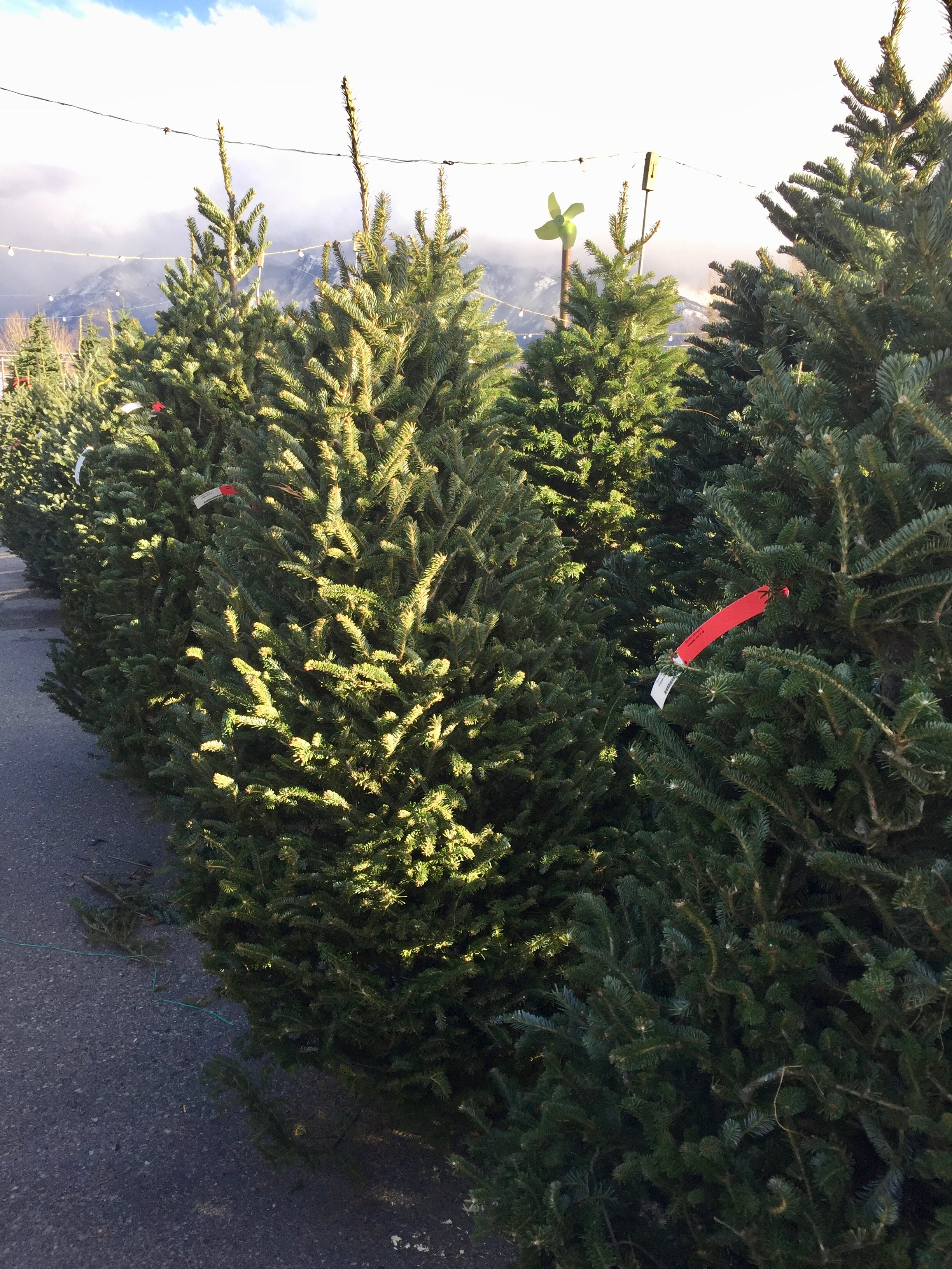 glover nursery christmas trees glover nursery christmas trees