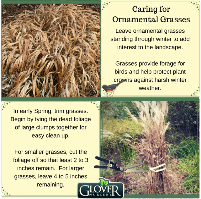 Caring for Ornamental Grasses Glover Nursery