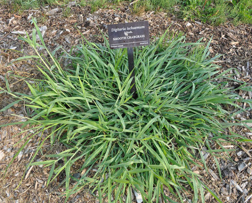 crabgrass