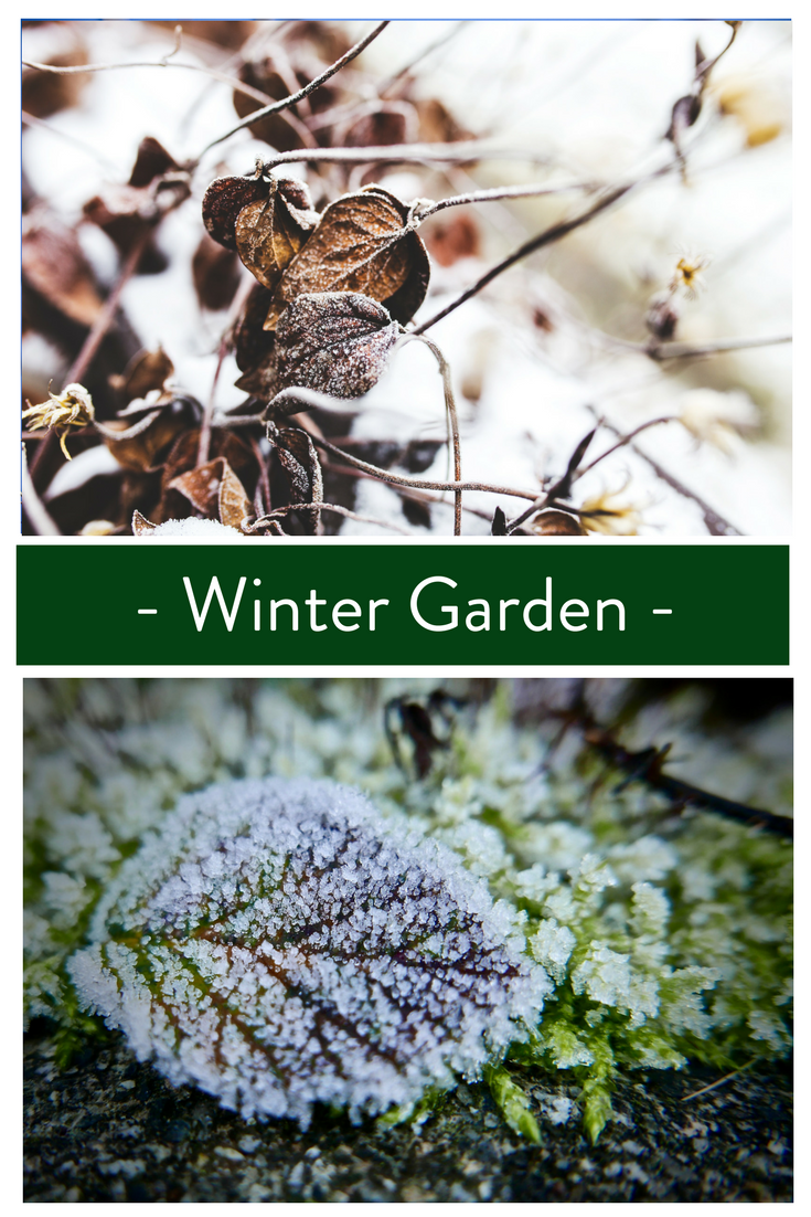 Best Plants for Your Winter Garden Glover Nursery