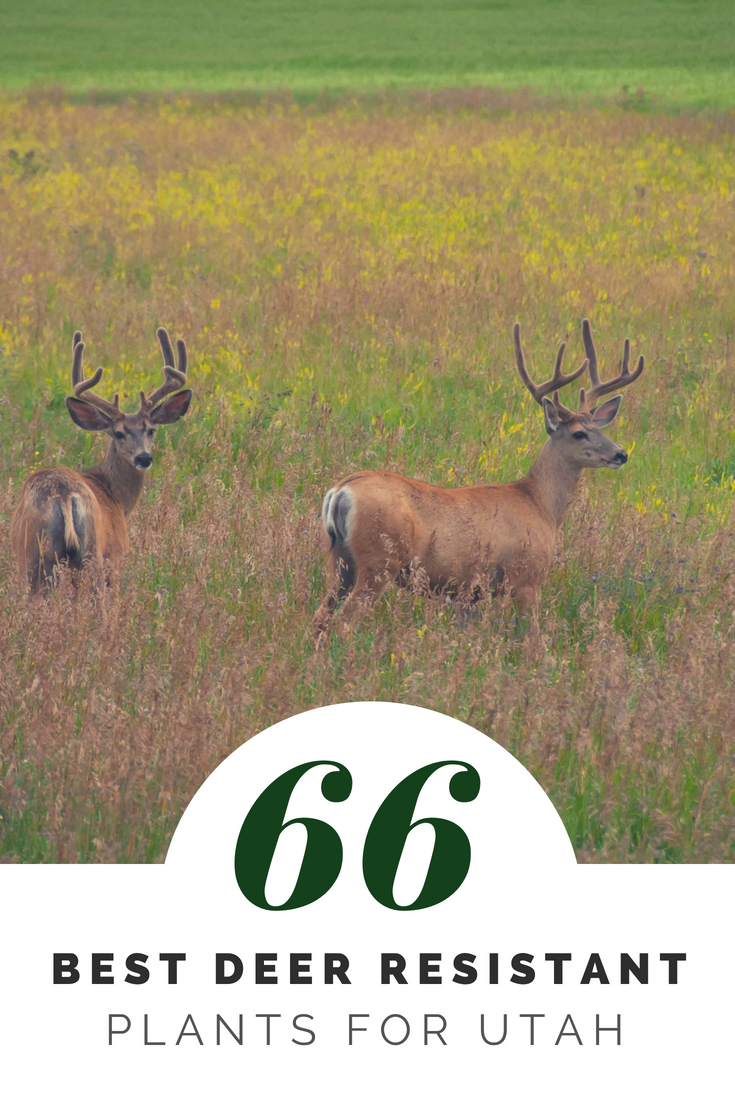 66 Best Deer Resistant Plants for Utah Glover Nursery