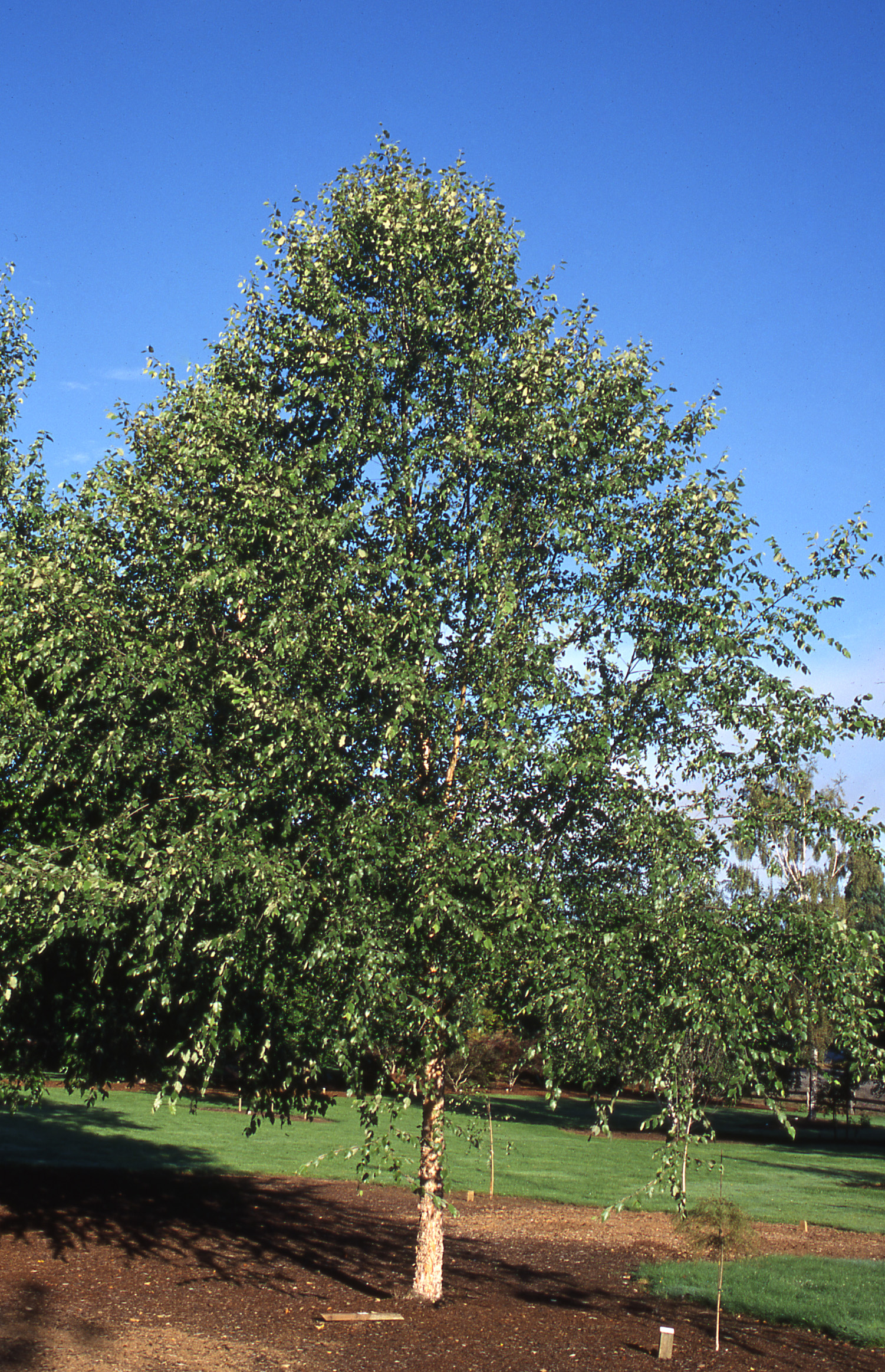 Dura Heat River Birch Glover Nursery Dura Heat River Birch
