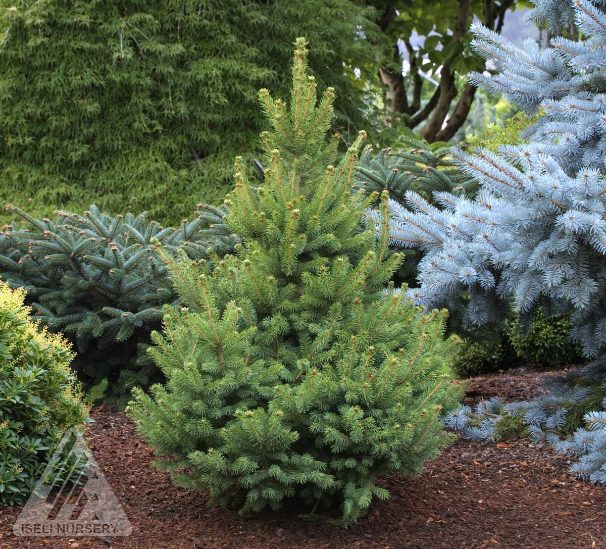 North star white spruce glover nursery