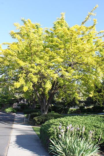 Sunburst Honeylocust Glover Nursery Sunburst Honeylocust