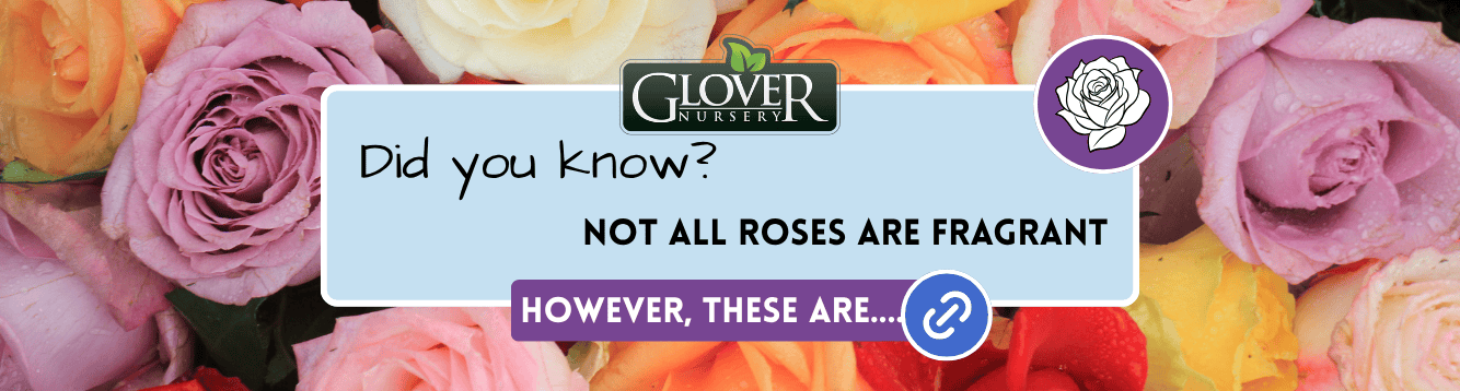 Did you know, Not all roses are fragrant